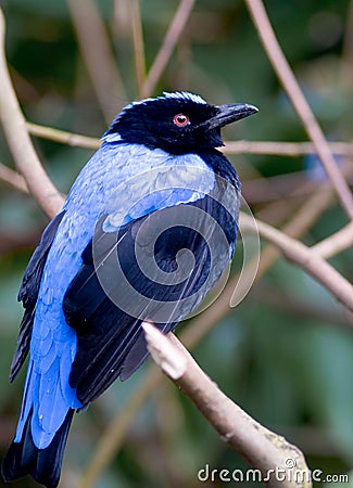 Blue Bird Stock Photo