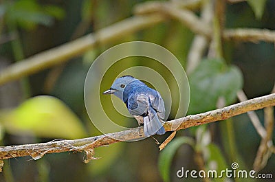 Blue bird. Black-naped Monarch. Stock Photo