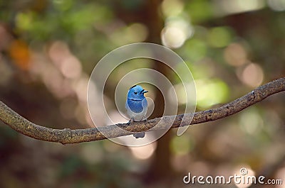 Blue bird. Black-naped Monarch. Stock Photo