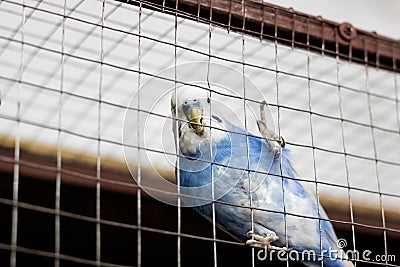 Blue bird on a cell grate closeup Stock Photo