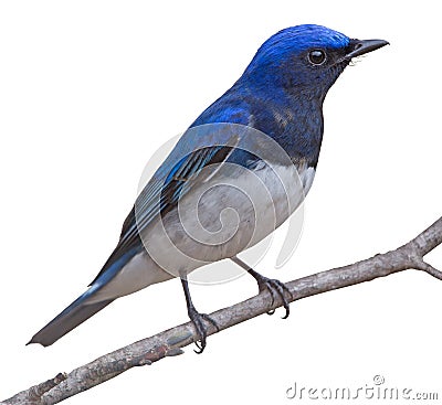 Blue bird Stock Photo