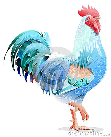 Blue bird cock. Blue Rooster symbol 2017 year Vector Illustration