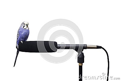 Blue Bird Microphone Stock Photo