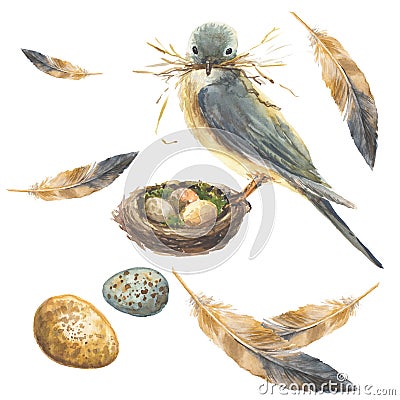 Blue bird on a nest with a blade of grass in its beak. Two beautiful eggs and feathers. Set Cartoon Illustration