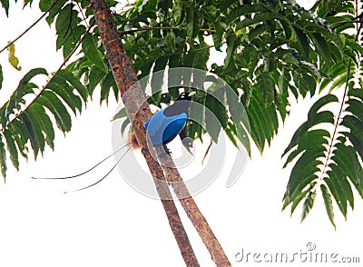 Blue bird-of-paradise Stock Photo