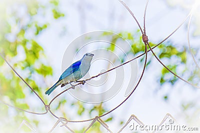 Blue Bird On a Wire Stock Photo