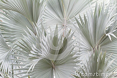 Blue bismarck palm tree background Stock Photo