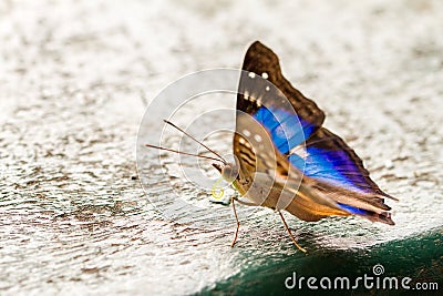 Blue and black butterfly Stock Photo