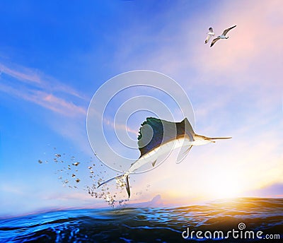 Blue ,black marlin fish jumping to mid air over blue sea and sea Stock Photo