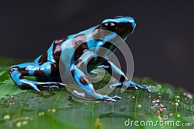 Blue and black poison dart frog Stock Photo