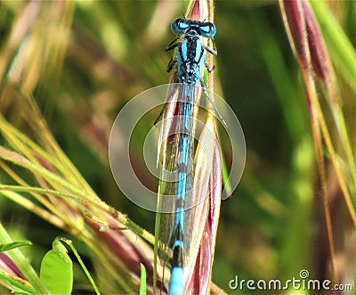 Blue black striped damselfly sitting on a leaf Stock Photo