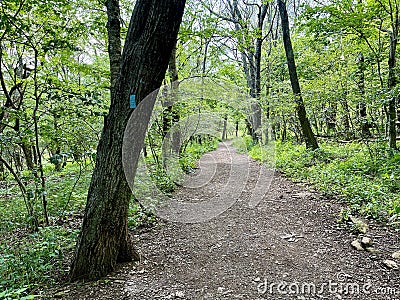 Blue blaze on a hiking trail Stock Photo