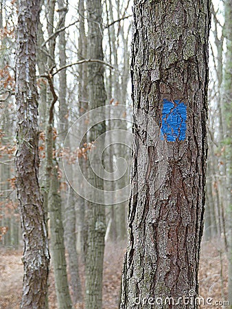Bright Blue Trail Marker or Blaze on a Rough Barked Pine Tree in Winter Stock Photo