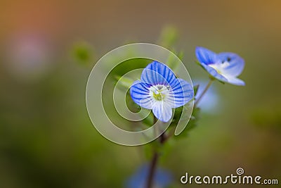 Blue blossom of birdeye veronica Stock Photo