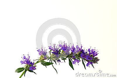 Blue blossoms of Hyssop Stock Photo