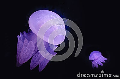 Blue Blubber jellyfish catostylus mosaicus Stock Photo