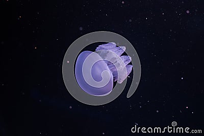 Blue blubber jellyfish in the dark water Stock Photo