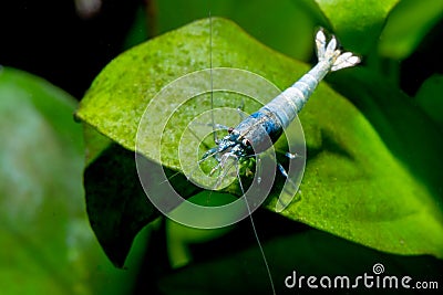 Blue bolt dwarf shrimp stay on green leaf and eat some food in fresh water aquarium tank Stock Photo