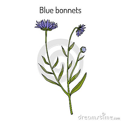 Blue bonnets Jasione montana , medicinal plant Vector Illustration