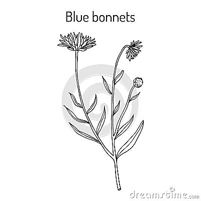 Blue bonnets Jasione montana , or sheeps bit scabious, iron flower medicinal plant Vector Illustration