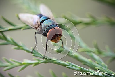 Blue bottle fly Stock Photo