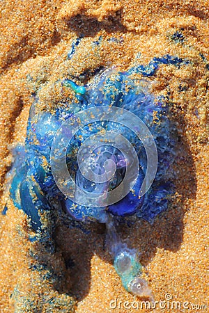 Bluebottle jellyfish in wet sand macro Stock Photo