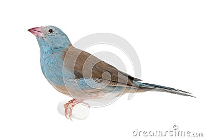 Blue-breasted Cordon-bleu - Uraeginthus angolensis Stock Photo