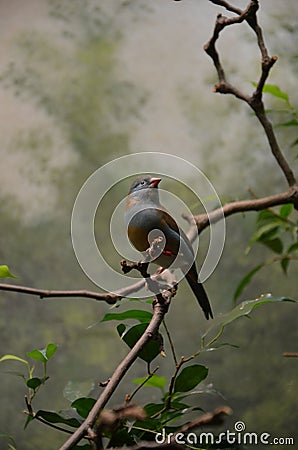 A Blue-breasted Cordonbleu in Frankfurt zoo Stock Photo