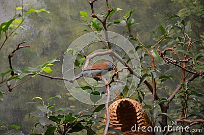 A Blue-breasted Cordonbleu in Frankfurt zoo Stock Photo