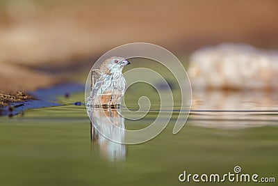 Blue-breasted Cordonbleu in Kruger National park, South Africa Stock Photo