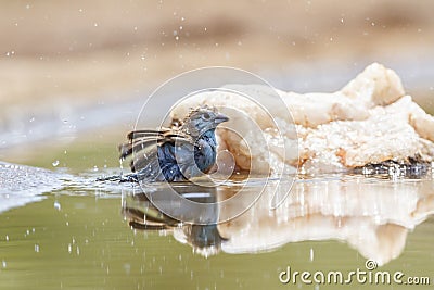 Blue-breasted Cordonbleu in Kruger National park, South Africa Stock Photo