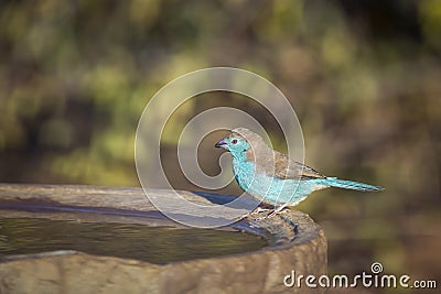 Blue-breasted Cordonbleu in Kruger National park, South Africa Stock Photo