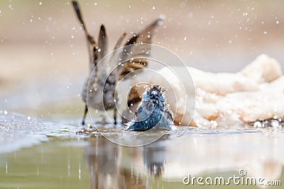 Blue-breasted Cordonbleu in Kruger National park, South Africa Stock Photo