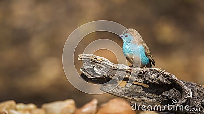 Blue-breasted Cordonbleu in Kruger National park, South Africa Stock Photo