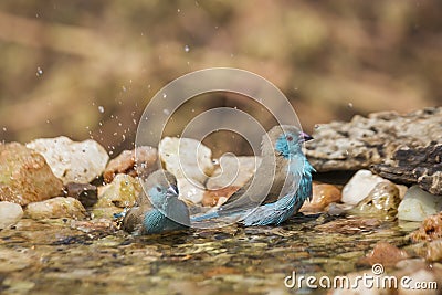 Blue-breasted Cordonbleu in Kruger National park, South Africa Stock Photo
