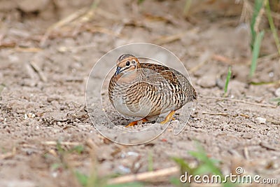 Blue-breasted quail Coturnix chinensis Cute Female Birds of Thailand Stock Photo