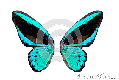 Blue brilliant butterfly Stock Photo