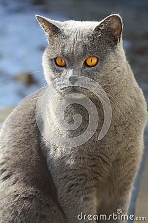 Blue british cat Stock Photo