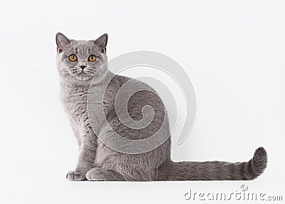 Blue british female cat on white background Stock Photo