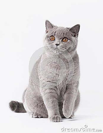 Blue british female cat on white background Stock Photo