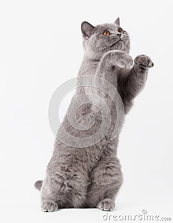 Blue british female cat on white background Stock Photo