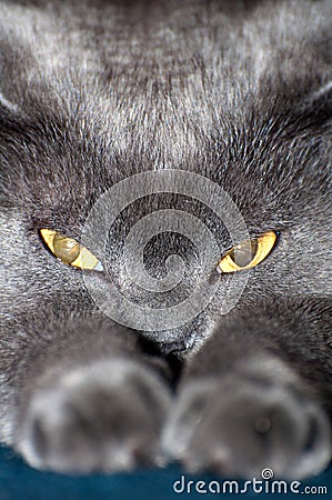 Blue British Shorthair Cat Stock Photo