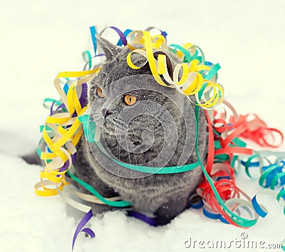 Cat entangled in colorful streamer on the snow Stock Photo