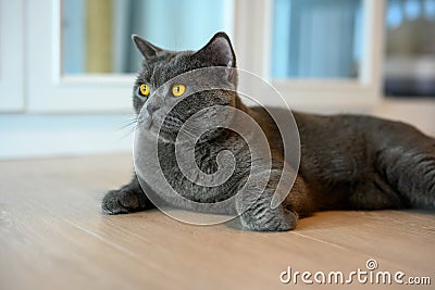 Blue British Shorthair cat with orange eyes, black cat relaxing on the floor of the house Stock Photo