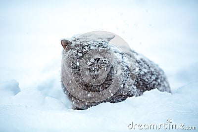 Cat sitting on snow during a snowstorm Stock Photo