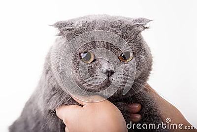 Blue British Shorthair cat Stock Photo