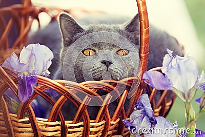 Cat sitting in a basket in iris flowers Stock Photo