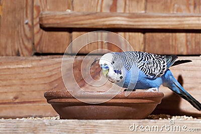 Blue budgie Stock Photo