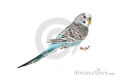 Blue Budgie Parakeet Bird Stock Photo