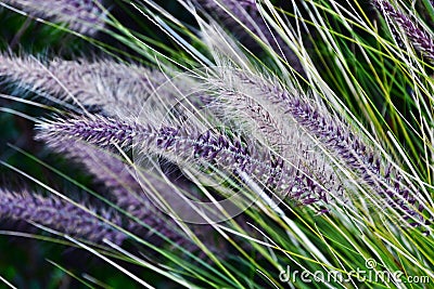 Blue Buffalo grass Stock Photo